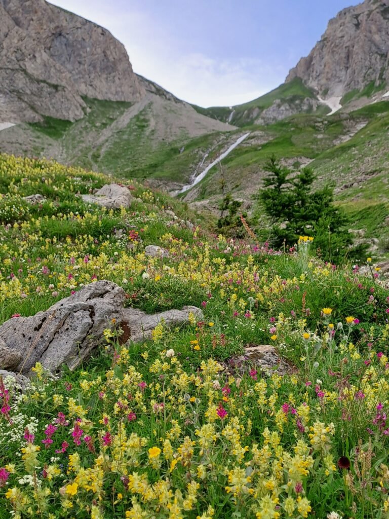 Vallone_Liconi_fiorito Escursione al Colle Liconi valle d'Aosta